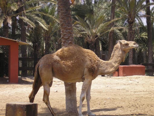 Camel Photo